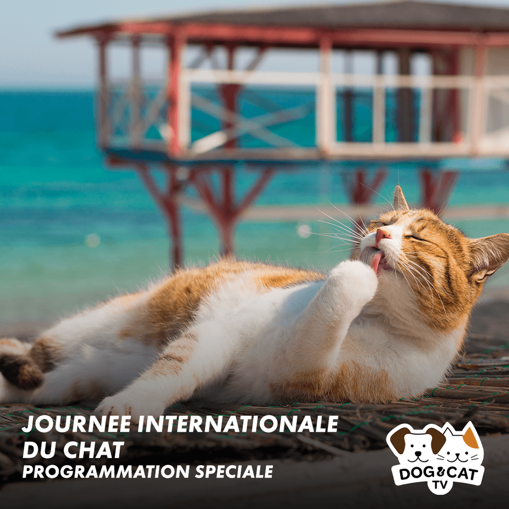 Journée internationale du chat - programmation spéciale